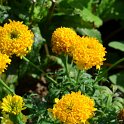 Tagetes erecta 'Saut du Lit'